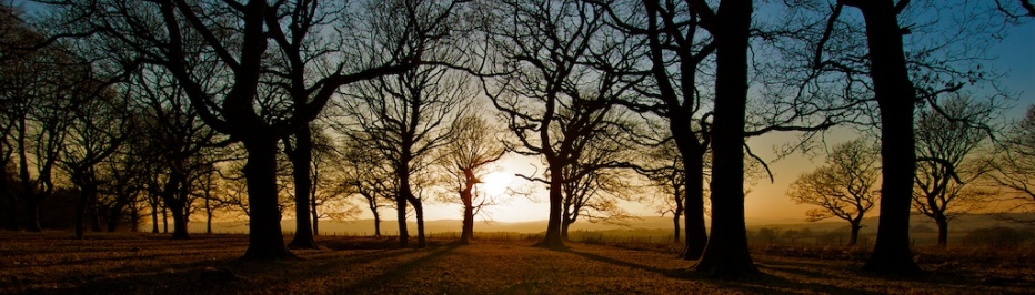 Howes Woods near Raisebeck